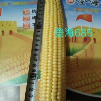 登海685
