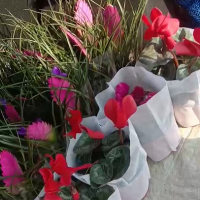 賣花15031089038