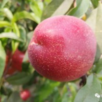 轉(zhuǎn)發(fā)【公益助農(nóng)】東三塔李澤林喊你來摘桃子啦