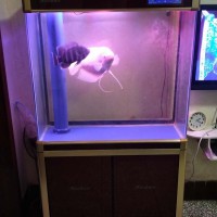 出售二手底濾魚缸，帶魚