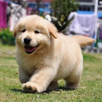 寵物級(jí)金毛幼犬